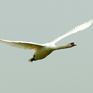DSC_zwnn2.JPG