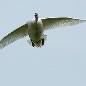 DSC_zwnn3.JPG
