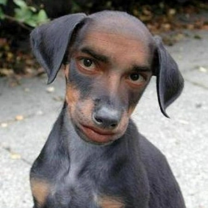 onze hond.JPG