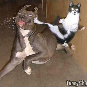 ninja-kick-cat.jpg