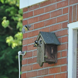 pietjes (2).JPG
