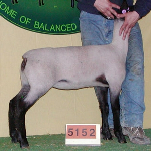 5152.jpg