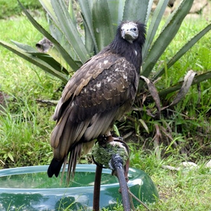 vogel.jpg
