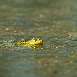 DSC_img_frgg1.JPG