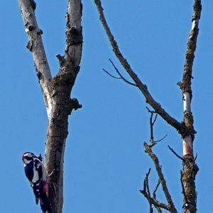 DSC_img_spch1.JPG