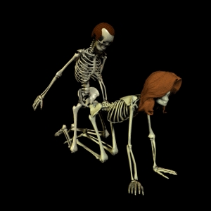 skelet.gif