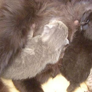kittens die drinken.JPG