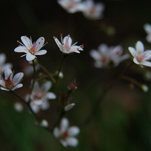 DSC_0071.JPG