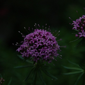 DSC_0079.JPG