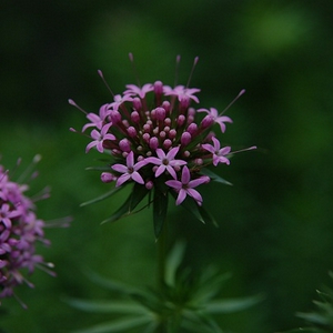 DSC_0080.JPG