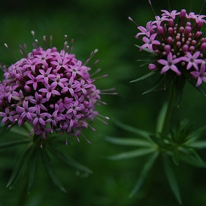 DSC_0081.JPG