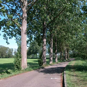 Bomenlaan