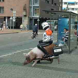 politie_op_varken.jpg
