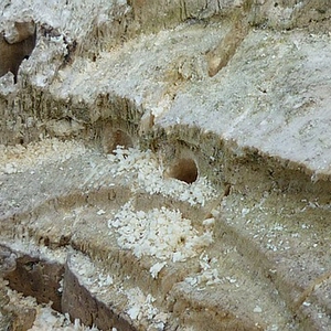 sized_P1020447.JPG