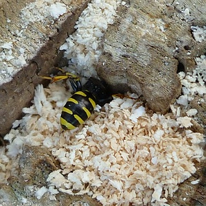 sized_P1020456.JPG