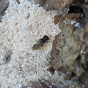 sized_P1020461.JPG