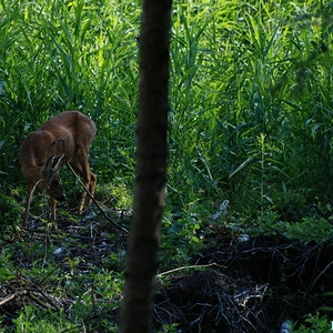DSC_0680.JPG