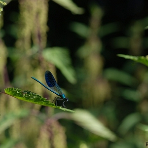 DSC_0700.JPG