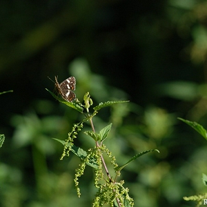 DSC_0715.JPG