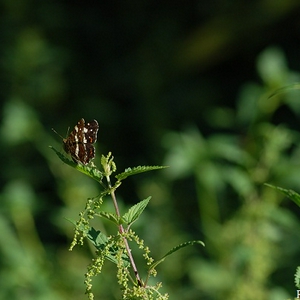 DSC_0719.JPG