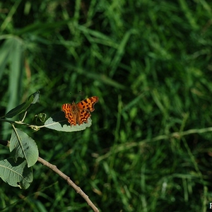 DSC_0736.JPG