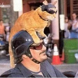 Kat-op-motor.jpeg