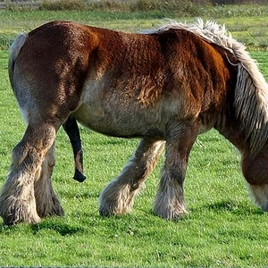 paard-met-dikke-lul.jpg