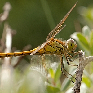 DSC_lbl35.JPG