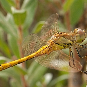 DSC_lbl26.JPG