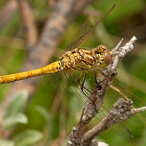DSC_lbl38.JPG