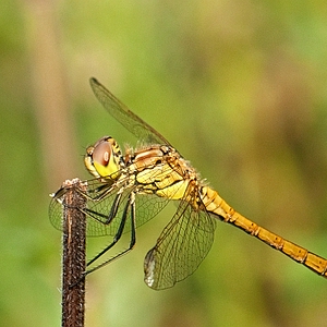 DSC_lbl54.JPG
