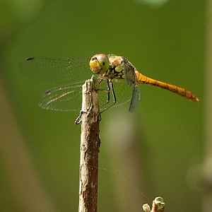 DSC_lbl64.JPG