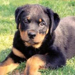 kwaaie hond.jpg