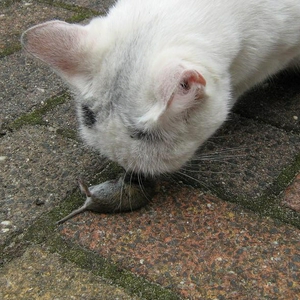 Afbeelding 089.jpg