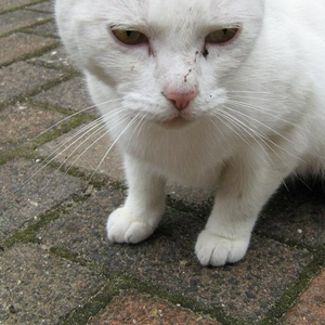 Afbeelding 091.jpg