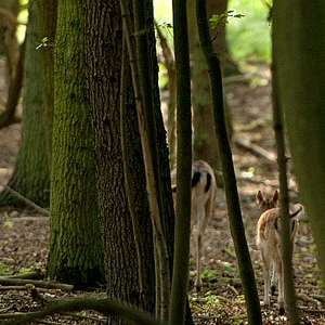 bmbi80.JPG