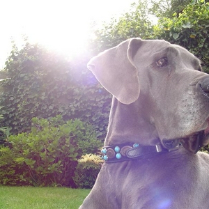 Doggie2 (Medium).JPG