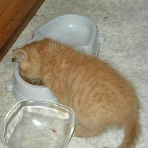 jaaaaaaa eten!!!.JPG