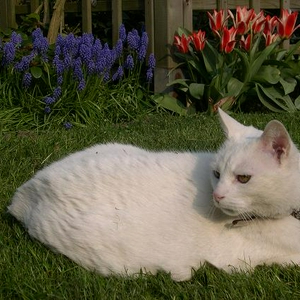 tuin 029klein.JPG