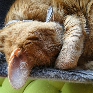 Poes