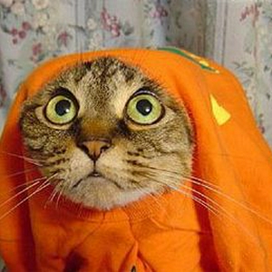plopkat.jpg