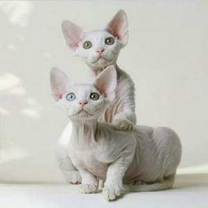 Devon-Rex1.jpg