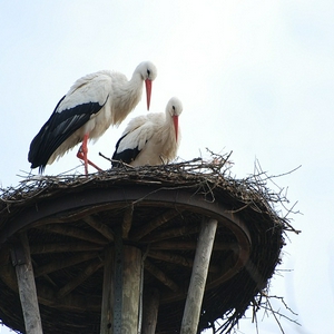 DSC_0009.JPG