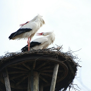 DSC_0013.JPG