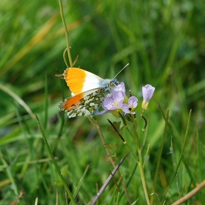 DSC_0390.JPG