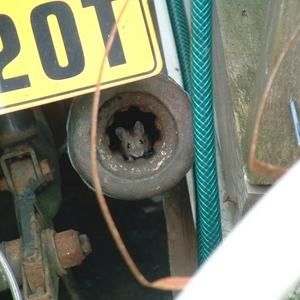 mouse_001.jpg