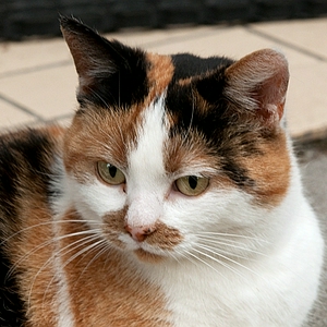mkyDSC_ct2.JPG