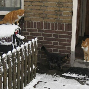 Sneeuw.jpg