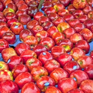 Appeltjesrood.jpg