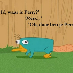 Perry-het-Vogelbekdier.jpg